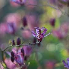 Image result for Tricyrtis `Black Beauty`