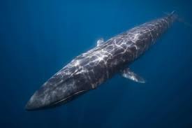 Image result for Balaenoptera omurai