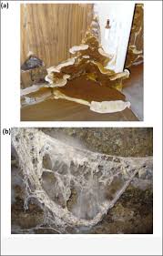 Attēlu rezultāti vaicājumam “Didymium serpula spores”