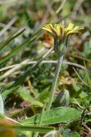 Attēlu rezultāti vaicājumam “Pilosella officinarum”