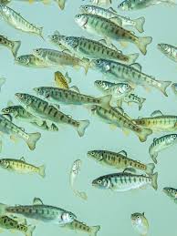 Image result for Yngelfoder