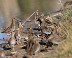 Image result for Gallinago delicata