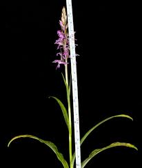Attēlu rezultāti vaicājumam “Dactylorhiza ochroleuca leaf”