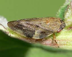 Attēlu rezultāti vaicājumam “Aphrophoridae”