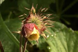 Image result for Rosengewächse