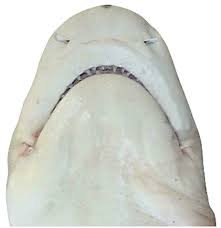 Image result for Negaprion acutidens