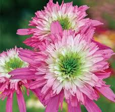 Image result for Echinacea Lustre hybrids