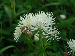 Attēlu rezultāti vaicājumam “Thalictrum aquilegifolium leaf”