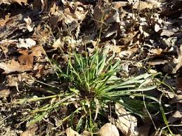 Attēlu rezultāti vaicājumam “Luzula pilosa leaf”