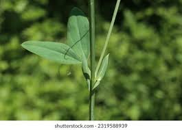 Attēlu rezultāti vaicājumam “Lathyrus tuberosus leaf”