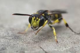 Attēlu rezultāti vaicājumam “Cerceris arenaria”