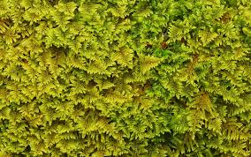 Attēlu rezultāti vaicājumam “Thuidium recognitum”