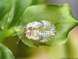 Attēlu rezultāti vaicājumam “Acalypta carinata”