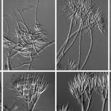 Attēlu rezultāti vaicājumam “Tilachlidium brachiatum”