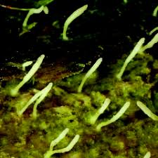 Attēlu rezultāti vaicājumam “Multiclavula mucida”