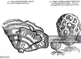 Attēlu rezultāti vaicājumam “Clathrus ruber”