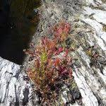 Attēlu rezultāti vaicājumam “Drosera anglica leaf”