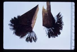 Attēlu rezultāti vaicājumam “Stemonitis splendens stalked”