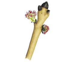 Attēlu rezultāti vaicājumam “Fraxinus excelsior Pendula bud”