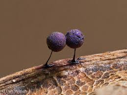 Attēlu rezultāti vaicājumam “Lamproderma arcyrioides macro”