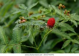 Attēlu rezultāti vaicājumam “Rubus illecebrosus fruit”