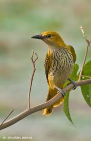 Attēlu rezultāti vaicājumam “Oriolus oriolus female”
