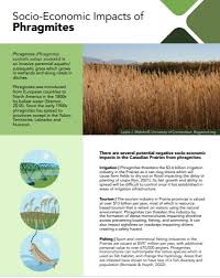 Attēlu rezultāti vaicājumam “Phragmites communis fruit”