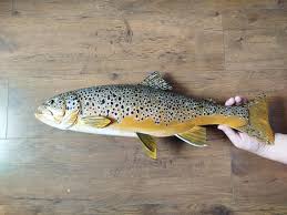 Image result for Salmo trutta