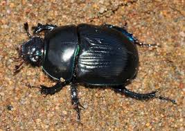 Attēlu rezultāti vaicājumam “Geotrupes stercorarius”