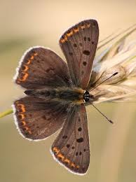 Attēlu rezultāti vaicājumam “Lycaena tityrus female”