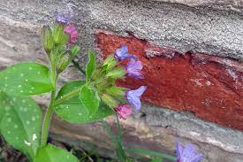 Image result for Lungenkraut