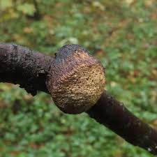 Attēlu rezultāti vaicājumam “Dichomitus campestris”