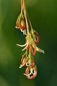 Attēlu rezultāti vaicājumam “Acer negundo male flower”