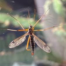 Attēlu rezultāti vaicājumam “Dictenidia bimaculata”