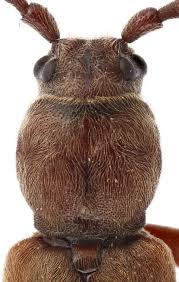 Attēlu rezultāti vaicājumam “Tetropium fuscum”