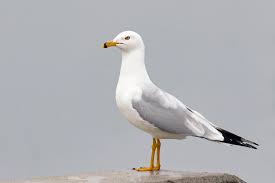 Image result for Wigan Seagulls