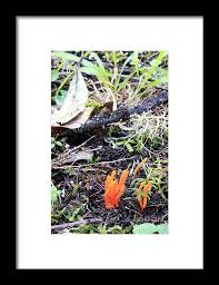 Attēlu rezultāti vaicājumam “Clavulinopsis helvola”