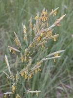 Attēlu rezultāti vaicājumam “Bromopsis inermis leaf”