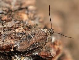 Attēlu rezultāti vaicājumam “Semioscopis avellanella imago”