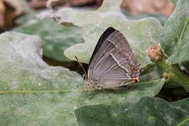 Attēlu rezultāti vaicājumam “Favonius quercus”