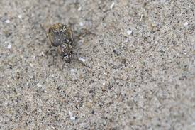 Attēlu rezultāti vaicājumam “Philopedon plagiatum”