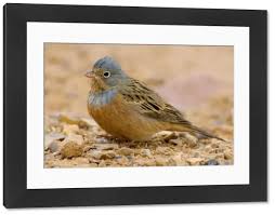 Image result for Emberiza caesia
