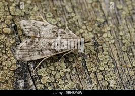 Attēlu rezultāti vaicājumam “Eudonia lacustrata”