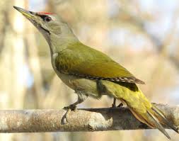 Attēlu rezultāti vaicājumam “Picus canus”