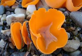 Attēlu rezultāti vaicājumam “Ascomycota”