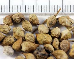 Attēlu rezultāti vaicājumam “Bunias orientalis”