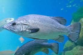 Image result for Polyprion americanus