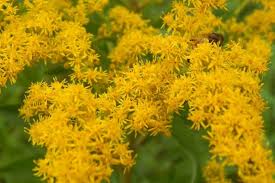 Attēlu rezultāti vaicājumam “Solidago canadensis”