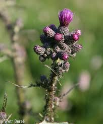 Attēlu rezultāti vaicājumam “Cirsium palustre fruit”