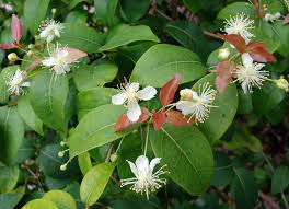 Attēlu rezultāti vaicājumam “Plantago uniflora flower”
